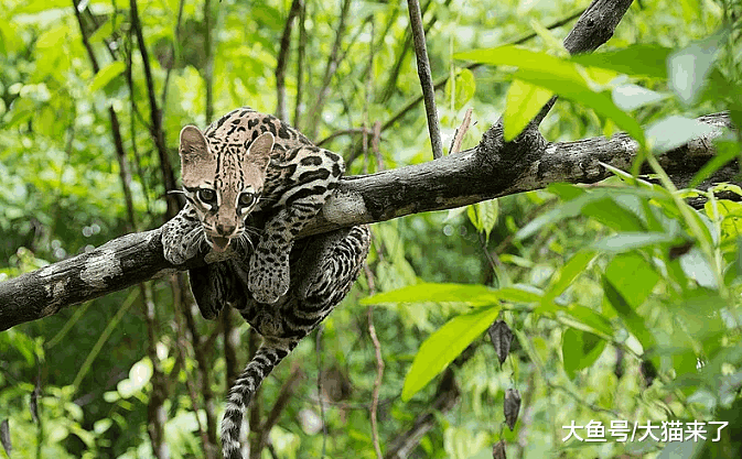 被誉为“死神”的猫科动物: 其他大猫捕猎时先要参考其食谱