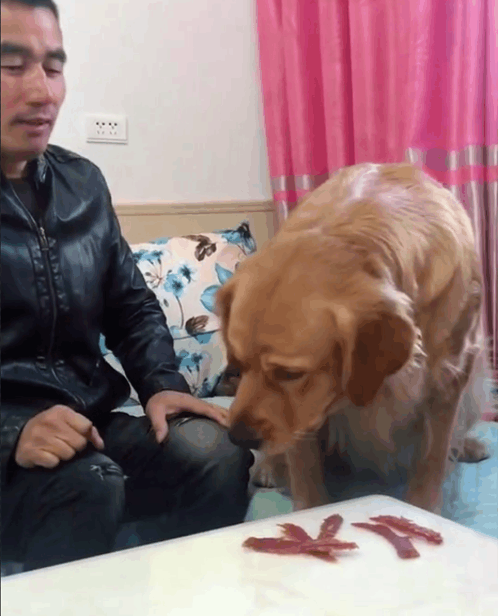 金毛为吃肉干凶主人, 主人套路金毛拿走肉干, 网友: 狗子太年轻…