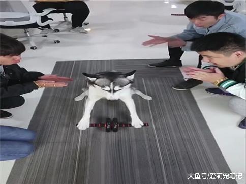为了让哈士奇不拆家, 主人让它学会了健腹轮, 狗: 燃烧我的卡路里