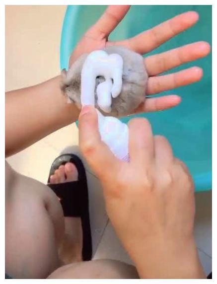 主人给仓鼠进行“泡泡浴”, 流程看下来: 有点像过年包饺子