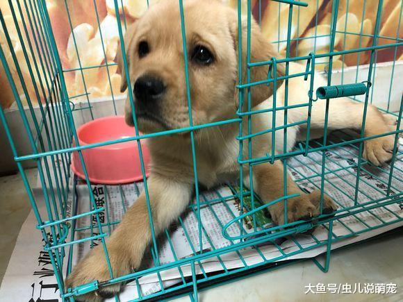 它在笼子里就是吃睡, 出来就咬东西, 现如今都能睡着吃了