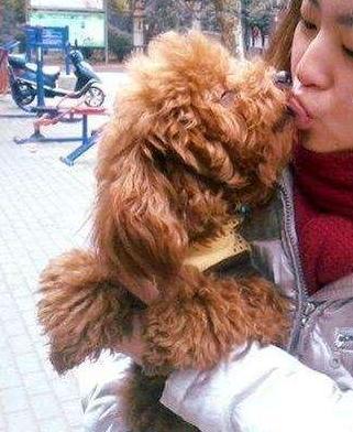 泰迪好养吗? 得知它的那些缺点之后网友直呼: 幸好没养!