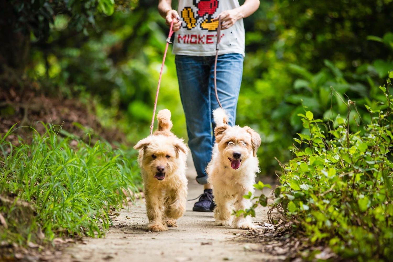 史上最严格养犬管理条例, 7点到22点禁止遛狗, 狗狗要变夜行生物