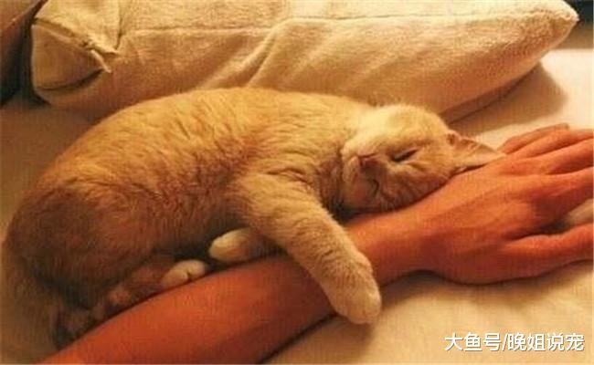 猫咪很傲娇, 它有下面五种表现时, 说明它很爱你