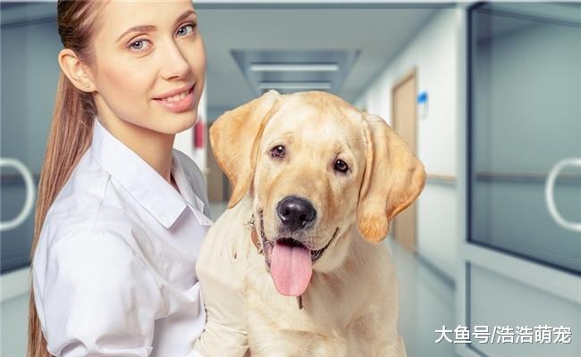 抱狗也需要方法, 下面5种都是错误的, 作为宠主你都知道吗?