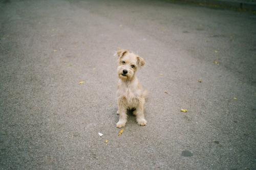 弃养等同于谋杀! 在国外, 这些重罪的行为, 在我们国家每天都在发生