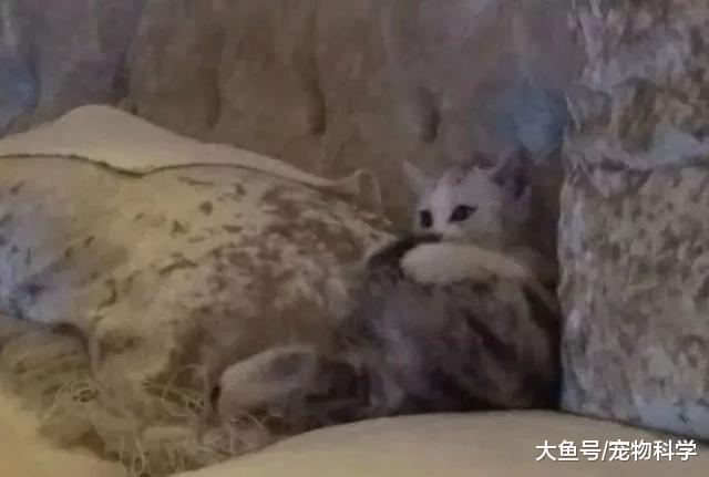 沉迷于这只盛世美颜的猫