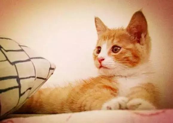 你以为猫咪在看你? 其实它20米开外人畜不分。