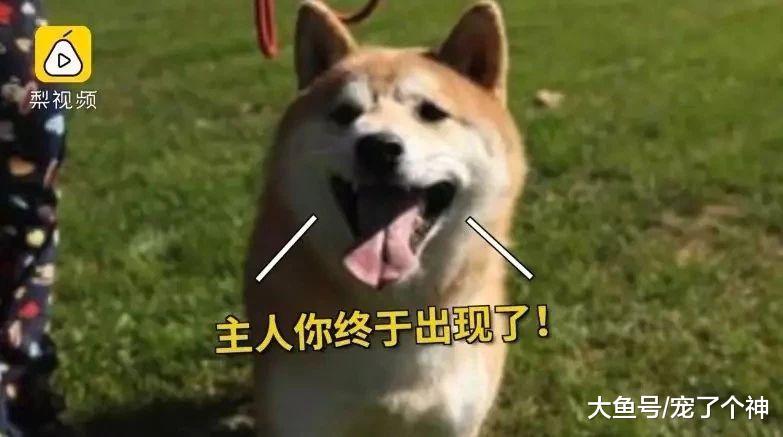 二十六万人围观, 两千多人竞拍! 柴犬登登的主人竟回来了