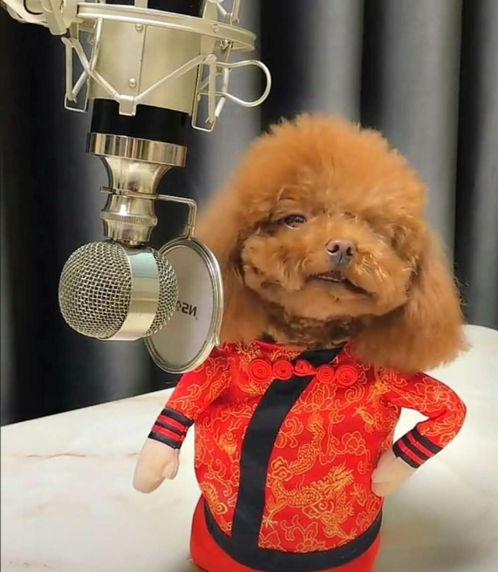 给小泰迪弄了件喜庆的衣裳, 小泰迪穿上之后自信心爆棚