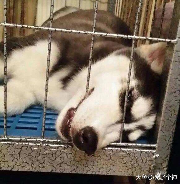 养狗后只让它在笼子里活动? 求你了, 别养狗!