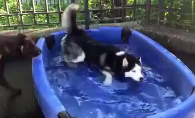 哈士奇泡澡另一只狗狗围观, 下一秒哈士奇怒吼: 快报警, 有流氓!