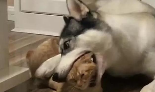 橘猫跟哈士奇打架, 二哈打不过就放大招咬, 主人在一旁笑喷了!