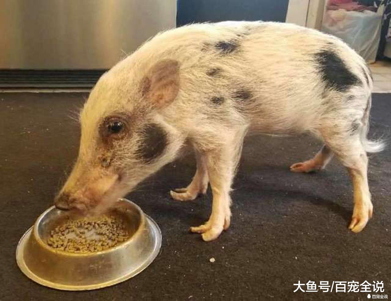 主人因为一个理由竟用鱼缸养迷你猪? 可怜的小猪只有不到10斤重
