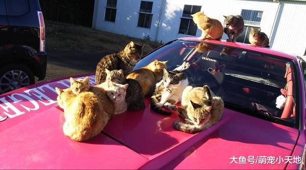 浪猫军团霸占停车场依偎成毛球取暖, 车主笑: 整排只睡我的车