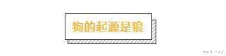 狗狗每天一句“我爱你”, 你接收到了吗?