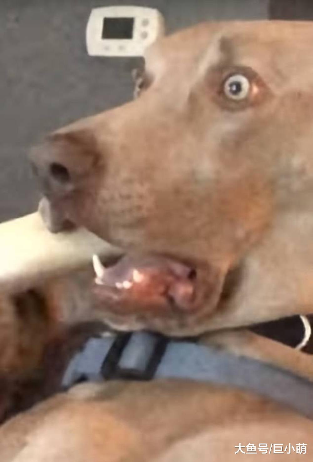 狗狗吓到骨头都不咬, 表情惊恐到变形让人笑疯, 它到底看到了什么