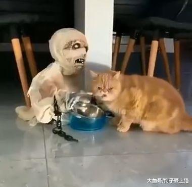 宠主用怪物吓橘猫, 橘猫照样过去吃饭, 果然没辜负这身毛色