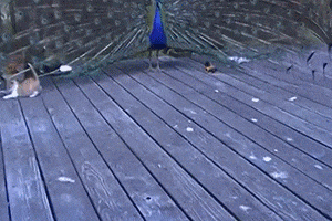 浑身长满了逗猫棒是一种什么样的体验?