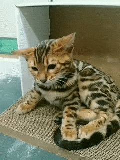 主人给豹猫扎头发有点紧, 猫咪: 妈, 你瞅瞅我这对丹凤眼好看不?