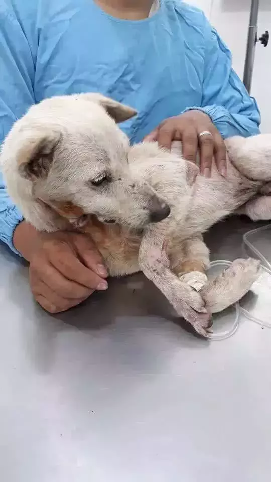 网友碰到只流浪狗, 见它可怜便买了碗面, 食物却从喉咙底下流出