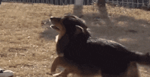 狗狗不喜欢男主人, 只粘着小姐姐, 于是主人想了个办法……