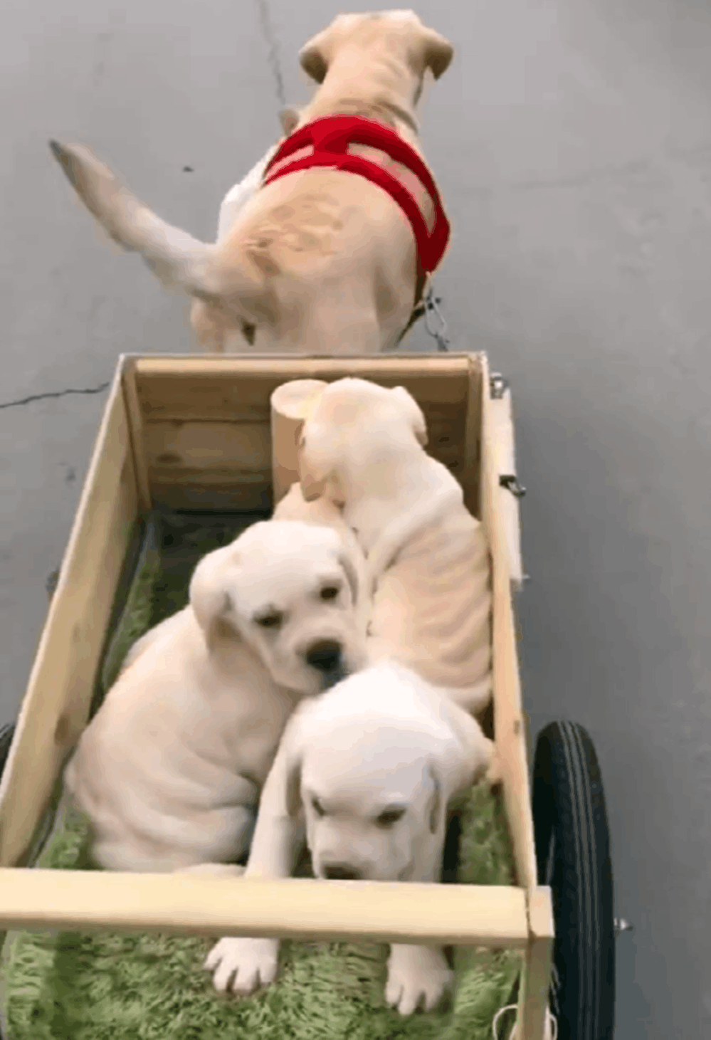 拉拉被主人批评, 拉车带着狗崽们离家出走, 还拐走了斗牛的男朋友