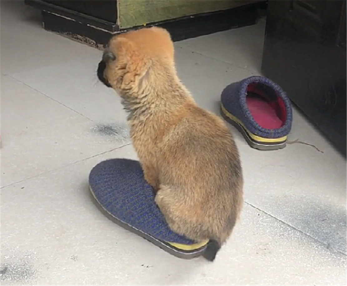 小狗崽嫌冷, 四只脚塞棉拖里保暖, 狗: 冻脚脚……