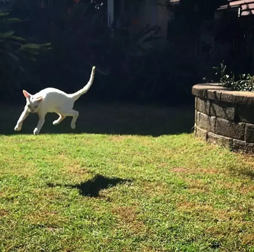 飞翔吧, 喵星人