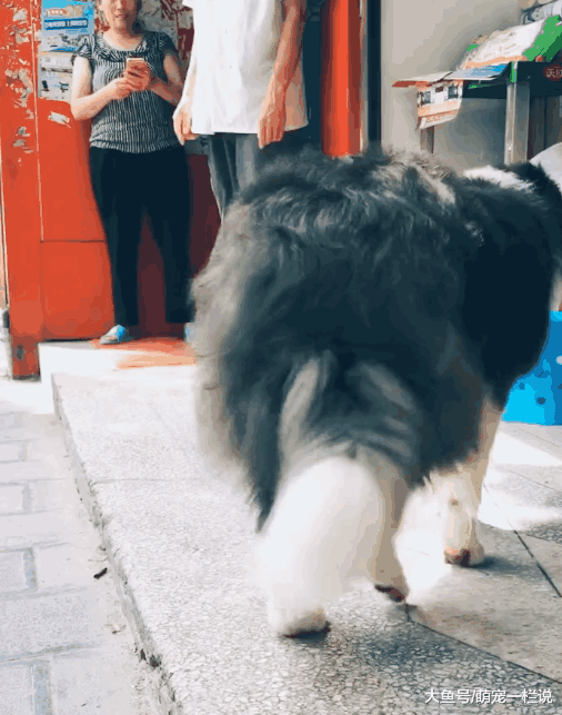 家里没面条了, 主人让边牧狗狗出去买面条, 狗狗出色的完成了