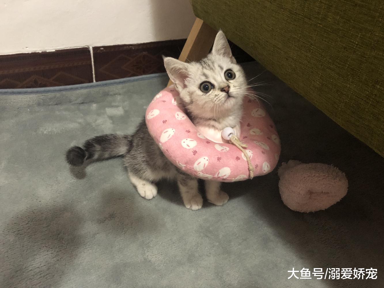 分享一下自己家里买的5000元美短, 挑选、饲养及它的性格!