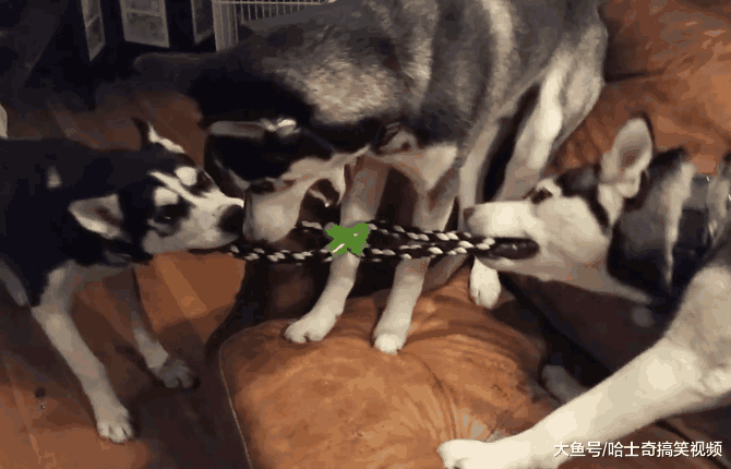 为防止二哈拆家, 主人想到了好方法, 网友: 又想骗我养二哈