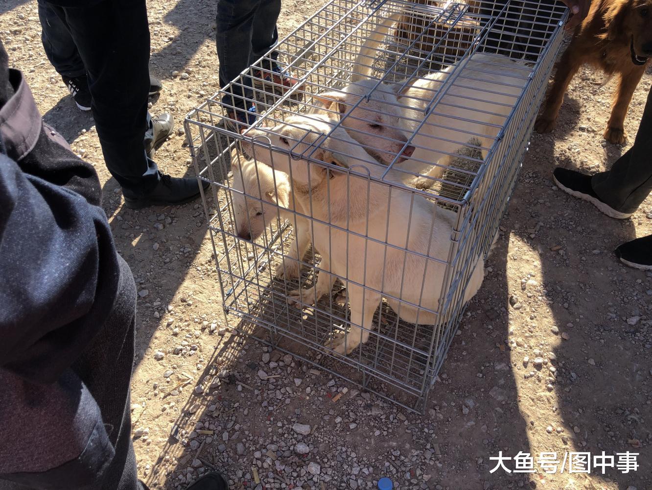 狗市: 男子按照“4块”批发广西猎犬, 遭到商贩拒绝!