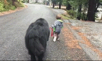 国外父母让刚会走的宝宝出门遛狗, 一看狗网友怒了: 父母长点心吧