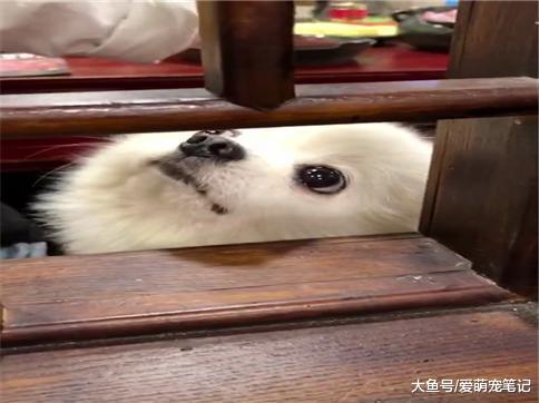 网友吃火锅时偶遇隔壁小博美, 眼睛不仅大还水汪汪的, 长得好可爱