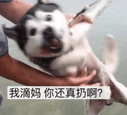 二哈拆家, 主人把小二哈扔进河里, 秃噜手了老二哈的反应笑喷了!