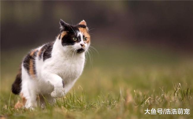 5种体味最大的猫咪, 一个比一个难闻, 让人难以忍受