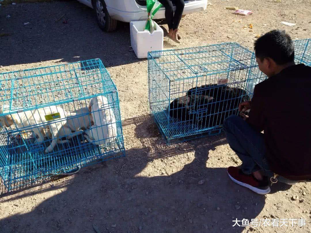 狗市: 商贩出售两窝拉布拉多幼犬, 品相不错引人注目!