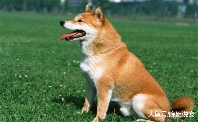 宠主上厕所, 柴犬吃了三分炸鸡, 他回来看见账单懵了