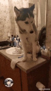 二哈深夜跑进卫生间, 听到怪声后主人去看, 这狗还能要吗?