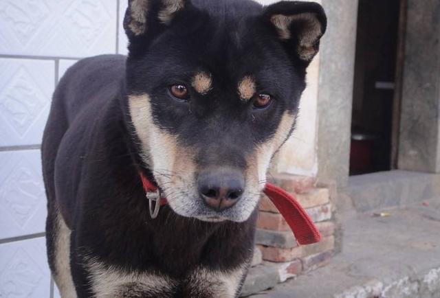 新手不知道如何选狗? 最适合新手养的10大狗狗, 老狗奴呕心推荐!