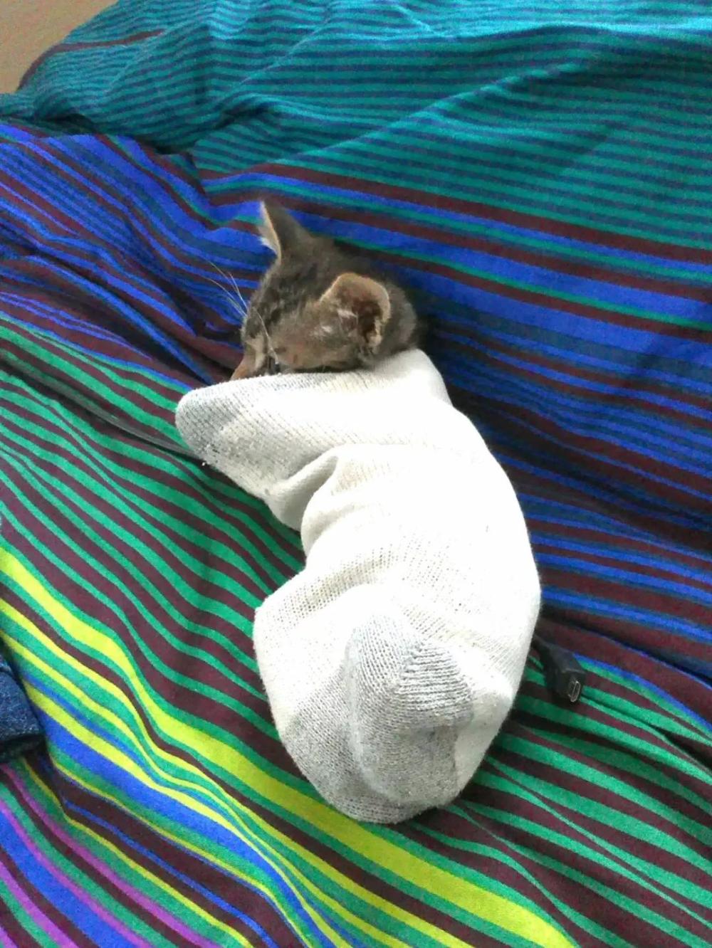 穿靴子的猫很可爱, 穿袜子的小奶猫更是萌到爆