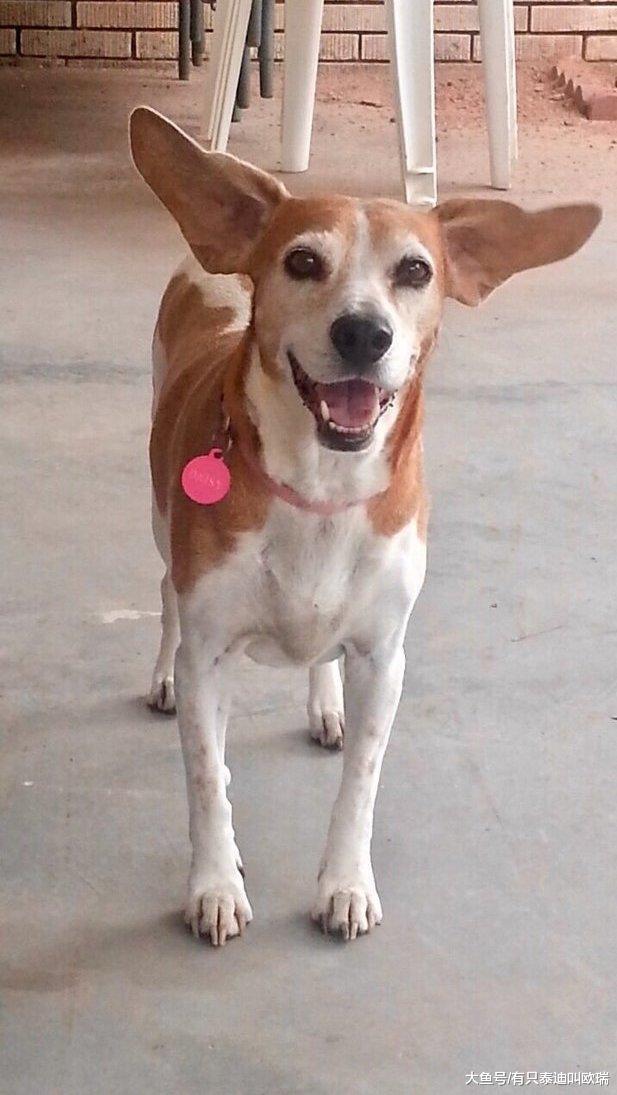 安乐死前一天也要让你快乐! 家人在狗安乐死前一天替它做的一切好感人