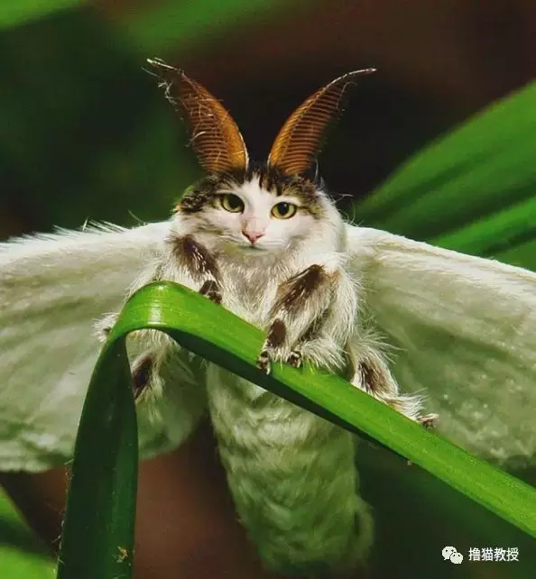 这是什么沙雕猫咪混合物? 连猫都认不出自己啦