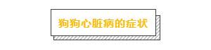 大部分确诊心脏病的狗狗, 都是因为主人们误以为它们感冒了