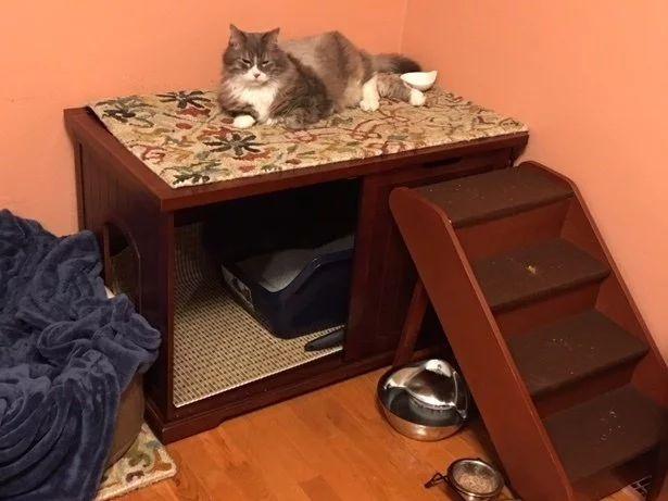 因公司倒闭而遭到弃养的失明猫咪, 最后的归宿却暖心得不行