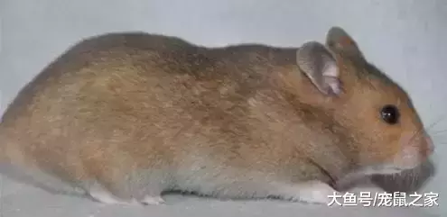 一文带你走进仓鼠世界: 仓鼠种类之叙利亚仓鼠(上)