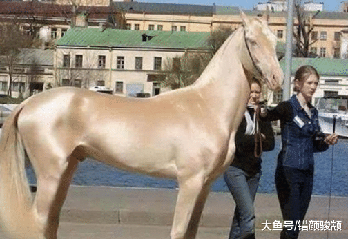 古代的战马为什么需要“净身”? 答案你可能不太信