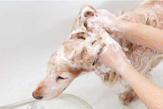 频繁给狗狗洗澡能去臭? 大错特错, 这5个地方才是关键!
