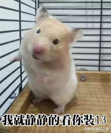 一文带你走进仓鼠世界: 仓鼠种类之叙利亚仓鼠(上)